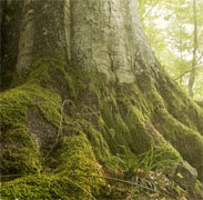 Arc Of Appalachia Tree