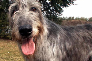 Irish Wolfhound 300x200