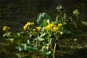 Marsh Marigolds 300x200