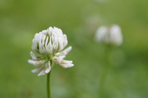 White Clover 300x200 Pixabay Beauty Of Nature