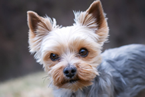 Yorkie 300x200