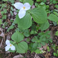 Trillium